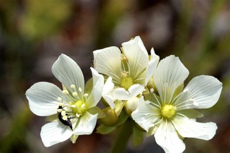 Venus Flytrap | San Diego Zoo Animals & Plants