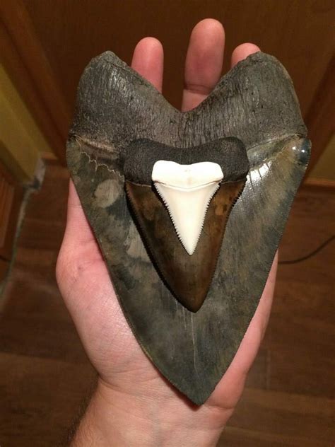 Megalodon Vs. Great White Tooth Size - FossilEra.com