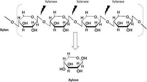 Xylanase Food Enzyme, 9025-57-4 at best price in Thane | ID: 21057684291