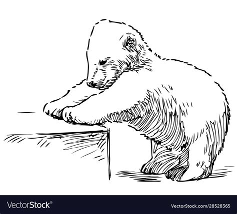 Sketch playing polar bear cub Royalty Free Vector Image