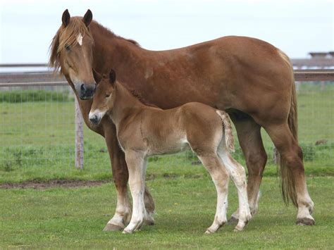 Suffolk Punch was also called "Suffolk Sorrel" and is an English horse breed. The color of this ...