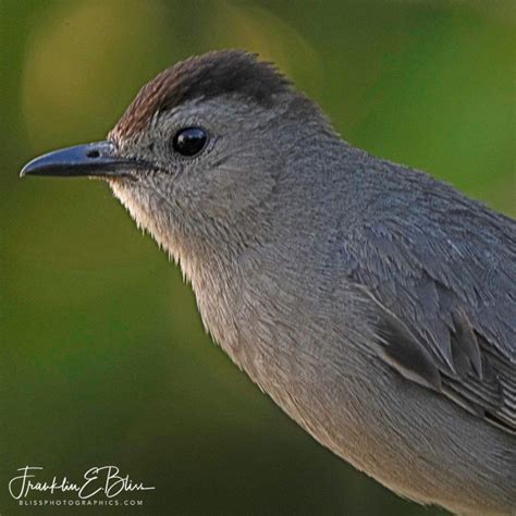 CatBird Doing CatBird Things - Bliss Photographics Birds