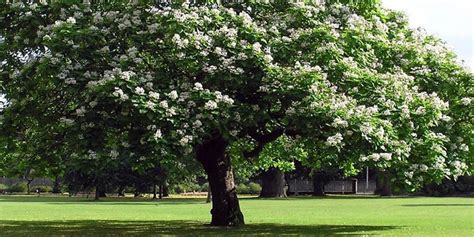 Catalpa speciosa - description and flowering period, general ...