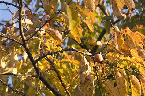 persimmon tree seed