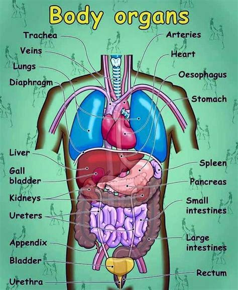 What Are the Organ Systems of the Human Body? ... | Human body vocabulary, Human body organs ...