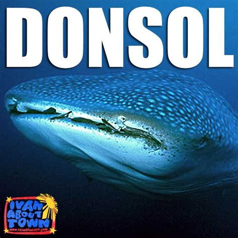 Sorsogon: Whale shark (butanding) interaction tours in Donsol | Ivan ...