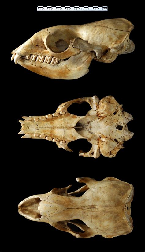 mystery231.jpg (1200×2081) | Animal skeletons, Animal skulls, Skull