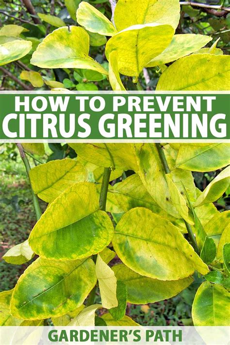 How to Identify & Prevent Citrus Greening (HLB) | Gardener’s Path