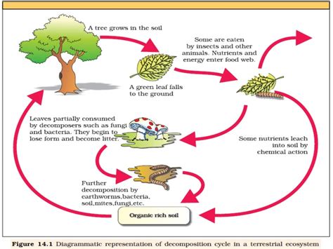 organic matter decomposition