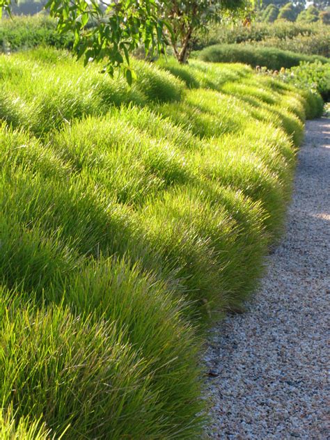 Lomandra Frosty Top - Hello Hello Plants & Garden Supplies