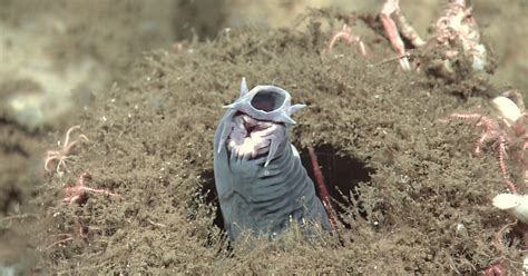 The Creature Feature: 10 Fun Facts About the Hagfish | WIRED