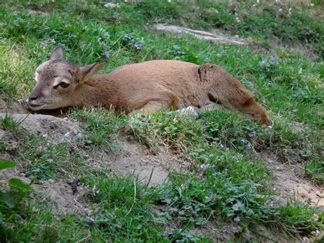 Argali - Facts, Diet, Habitat & Pictures on Animalia.bio