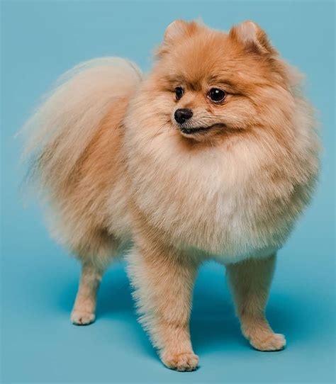 Pomeranian Haircut Fox