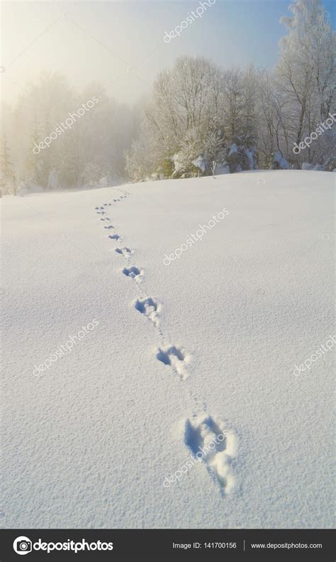 Deer Tracks In Snow