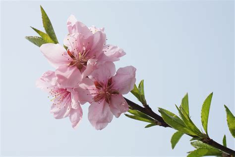 Flor De Cerezo Propiedades - Servicio De Citas En Perú