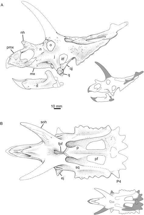 Anchiceratops Skull