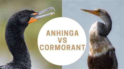 View 15 Anhinga Vs Cormorant - Janainataba