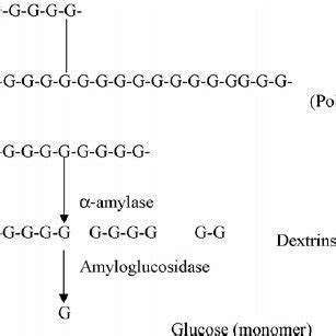 Enzymatic hydrolysis of starch to glucose. | Download Scientific Diagram