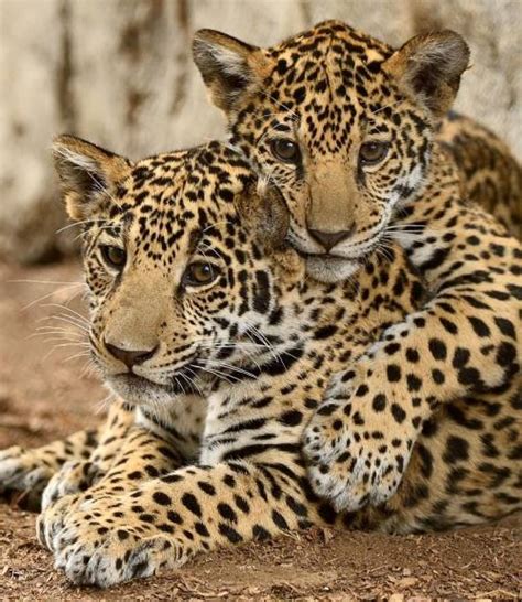 September, 2012 - Jaguar cubs Tikal & Maderas...