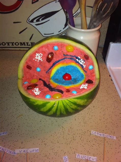 Incredible Edible Cell Project!! Yummy!!! | Animal cell project, Animal cell model project ...