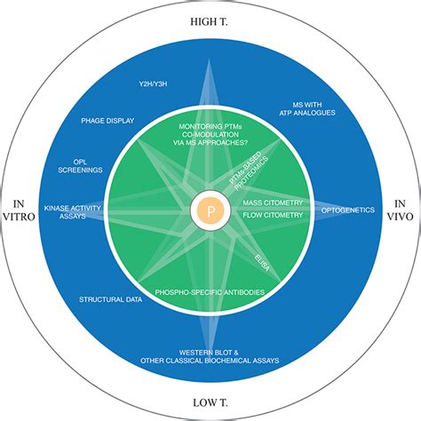 Frontiers | Exploiting holistic approaches to model specificity in protein phosphorylation ...