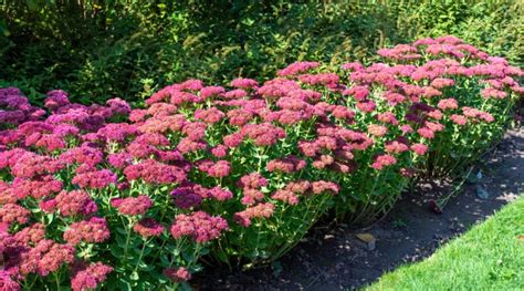 13 Best Stonecrop Varieties for Your Rock Garden