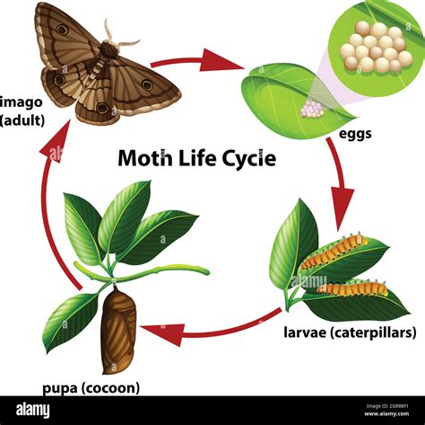 Moth life cycle diagram Stock Vector Image & Art - Alamy