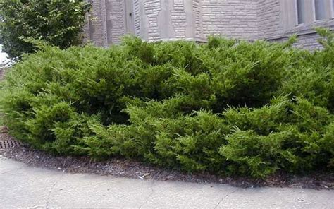 JUNIPER SHRUB FOR SALE NORTH FORT MYERS