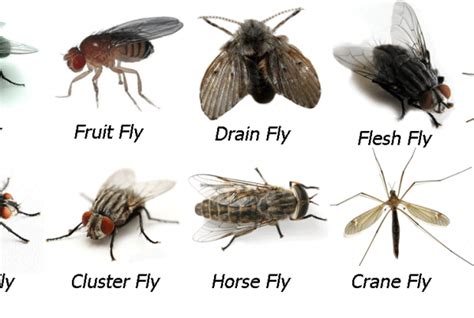 fruit flies Archives - Natural Pest Solutions #1 Extermination Company