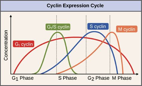 Regulation of eukaryotic cell cycle – Telegraph