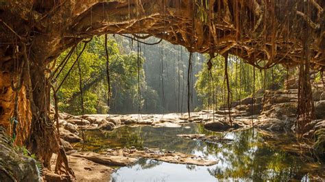 Living Root Bridges - History, Information, Built By, Architecture | Adotrip