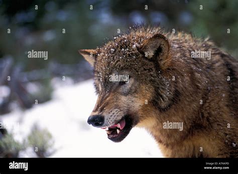 Grey wolf snarling with teeth bared Stock Photo: 6790060 - Alamy