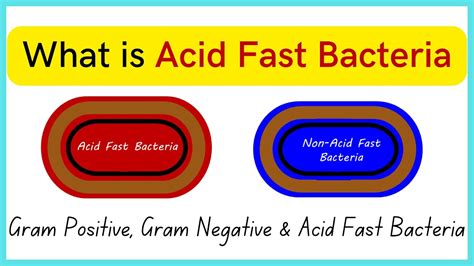 What is Acid Fast Bacteria | Everything about Gram +ve , Gram -ve & Acid Fast Bacteria - YouTube