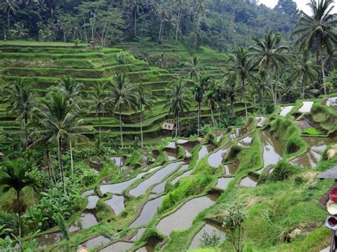 Guide to Ubud Rice Fields [and Around]- the Famous Rice Terraces in ...