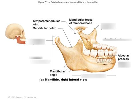 Mandible Bone Labeled