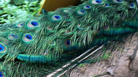 Peacock tail feathers | hugovk | Flickr