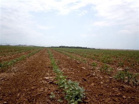 Oklahoma Farm Report - USDA Ups Cotton Acres Planted in Oklahoma by 55% to 470,000 Acres- Randy ...