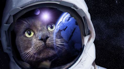 Cat astronaut