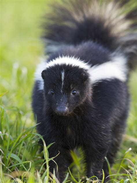 That Skunk Doesn't WANT to Spray You (or Your Dog) – WildCare