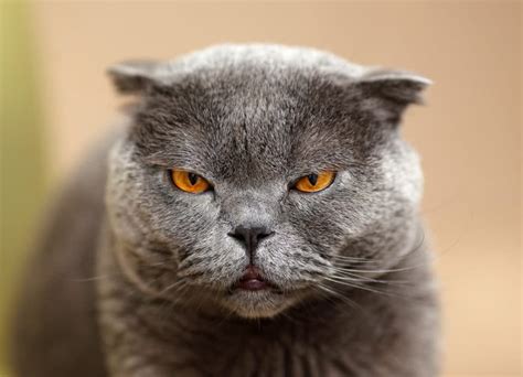 Minden, amit tudni kell a Scottish Fold Munchkin-Scottish Fold macskák ...