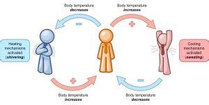 Positive and Negative Feedback – Food and Agriculture Organization