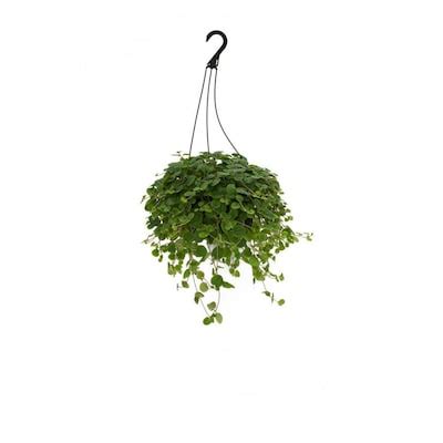 1.25-Quart in Hanging Basket Lipstick Plant (L9440) at Lowes.com