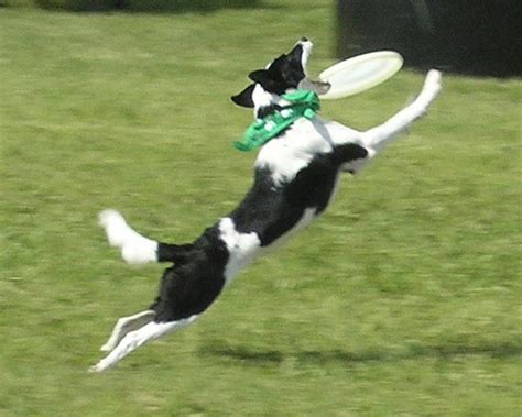 Pictures of Dogs Playing Frisbee