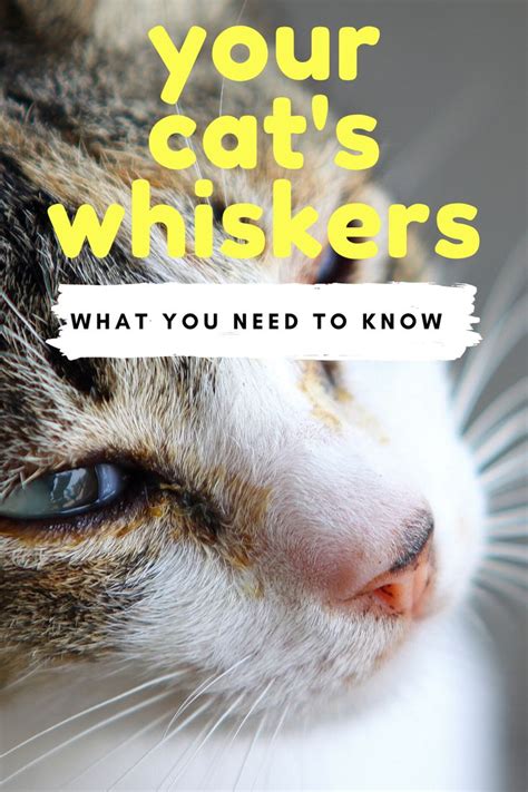 The Anatomy Of Cat Whiskers | Cats, Cat whiskers, Cat anatomy