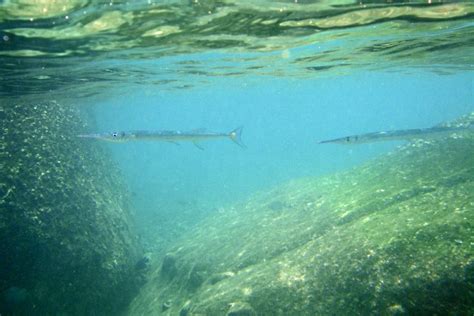 Crocodile Needlefish | 00ff00.com