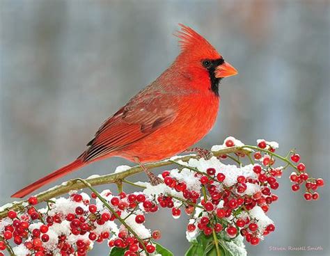 Cardinal In Snow Background