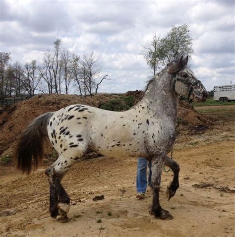 Pin by Alsosusieq2 on APPALOOSA - patterned..all breeds and crosses ...