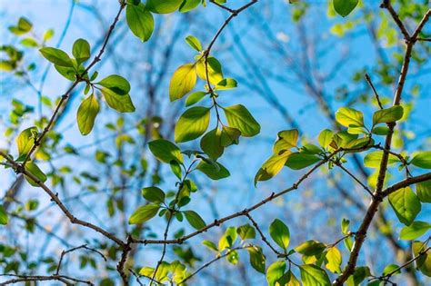 Premium Photo | A tree branch with green leaves and the sky is blue.