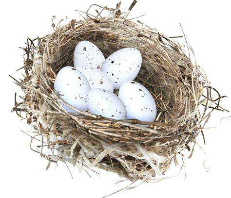 Nest PNG transparent image download, size: 1200x1033px