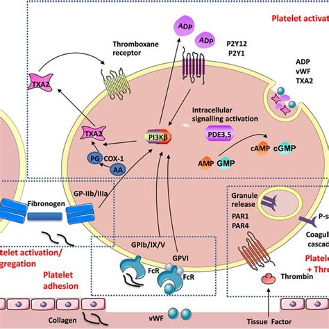 Platelet Aggregation